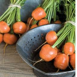 Fræ Gulrætur - Carrot