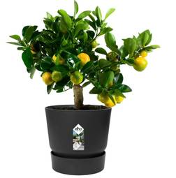 Blómapottur Greenville Svartur 20cm