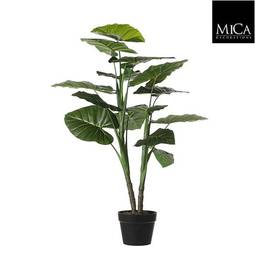 Blóm Taro 100cm
