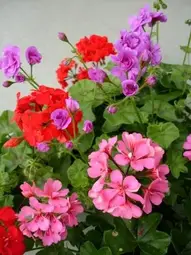 Pelargonium Flóra