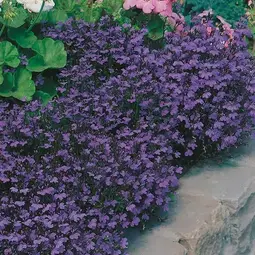 Fræ lobelia crystal palace