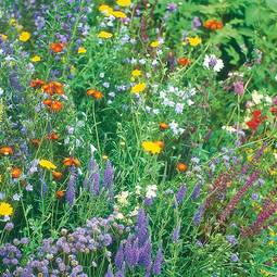 Fræ Wildflower Wildlife Mixture
