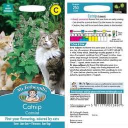 Fræ catmint catnip