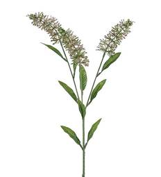 Astilbe 70cm
