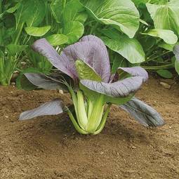 Fræ pak choi red choi f1