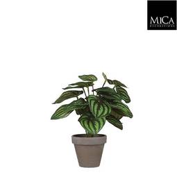 Blóm Peperomia 