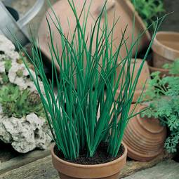 Fræ Graslaukur -Chives