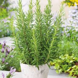 Fræ rosemary