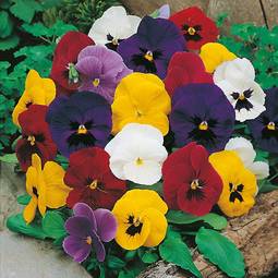 Fræ Pansy Mr.F's Early Selection