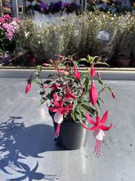Fuchsia Flóra