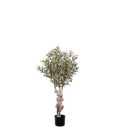 Ólífutré 120cm