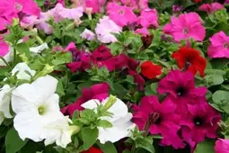 Petunia Hengi Flóra