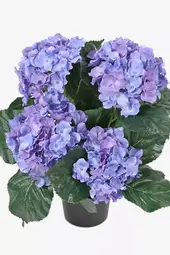 Hortensia 37Cm Blá