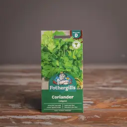 Fræ coriander calypso