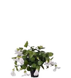 Petunia Hvít