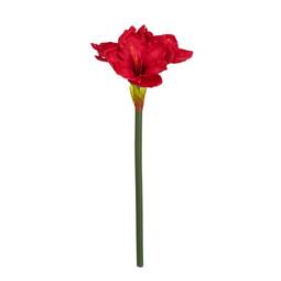 Blóm Amaryllis 56Cm