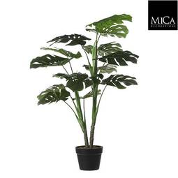 Blóm Monstera 100cm 