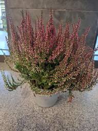 Calluna blóm í potti