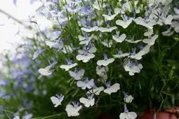 Hengi Lobelia Flóra