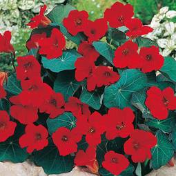 Fræ Nasturtium Empress of India