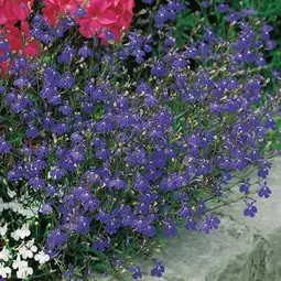 Fræ lobelia (trailing) sapphire