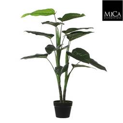 Blóm Philodendron 100cm 