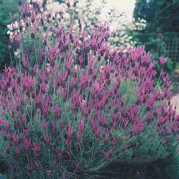 Fræ Lavender French Lavender