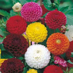 Fræ Dahlia Pompon Mixed