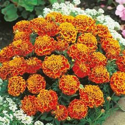 Fræ Marigold Honeycomb