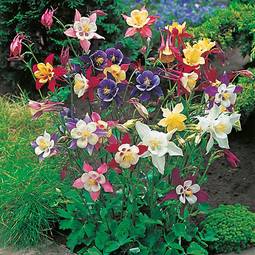 Fræ Aquilegia McKana Giant