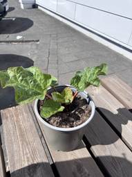 Rabbarbaraplöntur