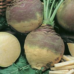 Fræ Swede Best of All