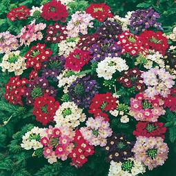 Fræ Verbena Compact Mixed Dwarf