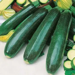 Fræ courgette zucchini