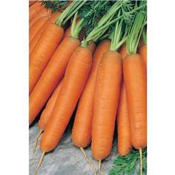 Fræ Gulrætur - Carrot Nantes 5 fræbönd
