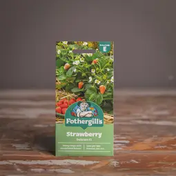 Fræ strawberry delician f1