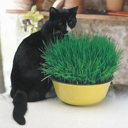 Fræ cat grass