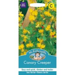 Fræ canary creeper