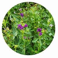 Fræ alfalfa