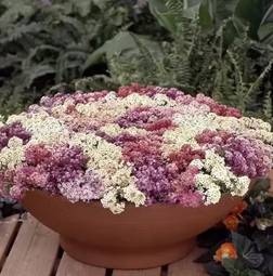 Fræ Alyssum Aphrodite Mixed
