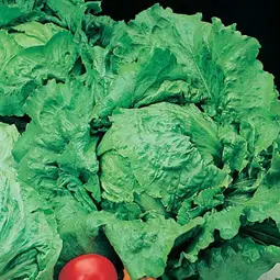 Fræ lettuce webbs wonderful