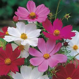 Fræ Cosmos Sensation Mixed