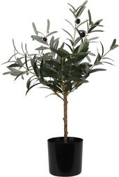 Ólífutré 66Cm