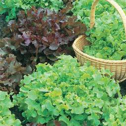 Fræ Lettuce Salad Bowl rauð & græn