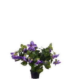 Petunia 30Cm Fjólublá