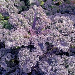 Fræ Kale Curly Scarlet