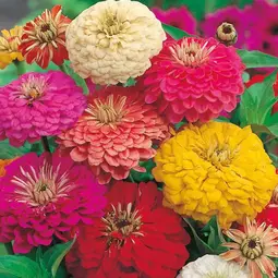 Fræ zinnia early wonder mix