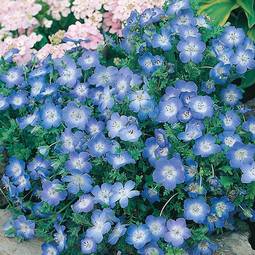 Fræ nemophila baby blue