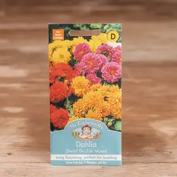 Fræ dahlia dwarf double mix