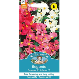 Fræ begonia summer rainbow f2